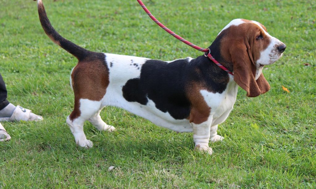 Les Basset Hound de l'affixe des Crocs de Heurtevent