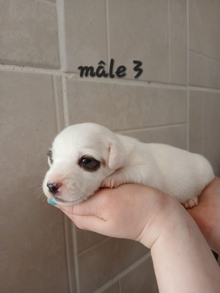 des Crocs de Heurtevent - Chiot disponible  - Jack Russell Terrier