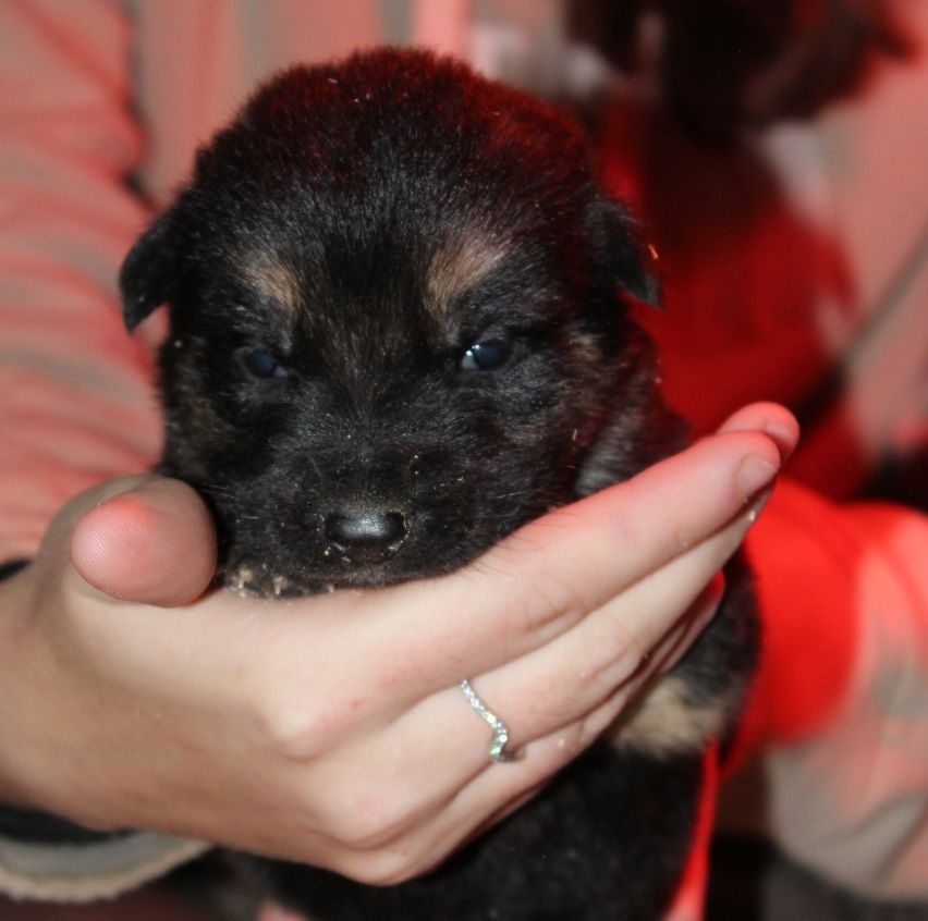 des Crocs de Heurtevent - Chiot disponible  - Berger Allemand