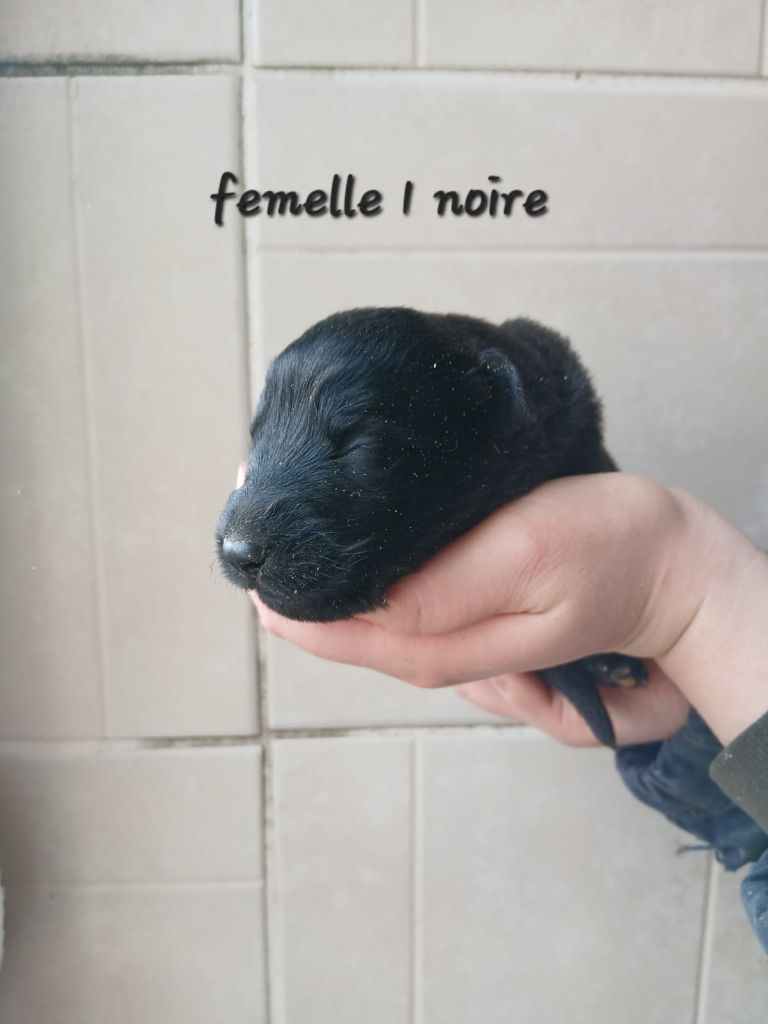 des Crocs de Heurtevent - Chiot disponible  - Berger Allemand