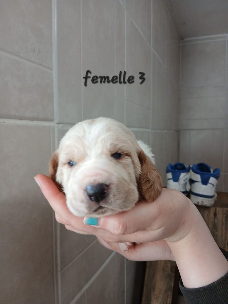 des Crocs de Heurtevent - Chiot disponible  - Basset Hound