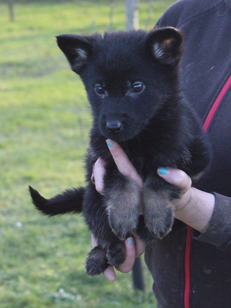 des Crocs de Heurtevent - Chiot disponible  - Berger Allemand