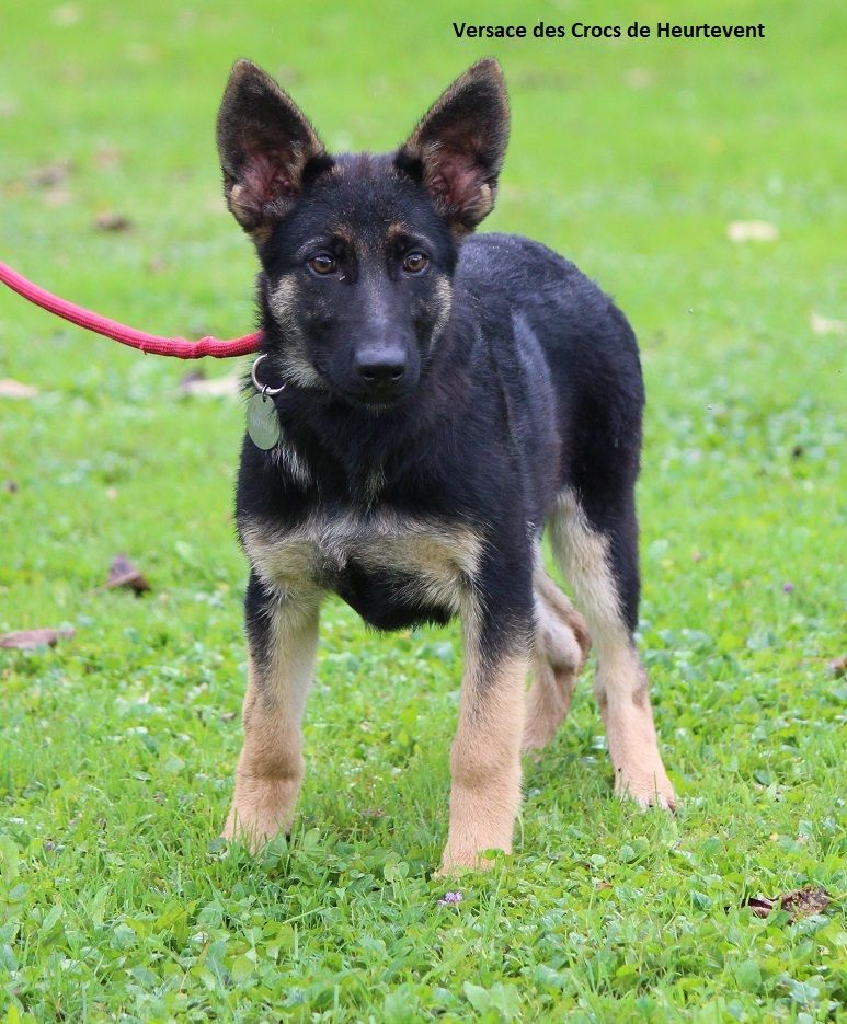 des Crocs de Heurtevent - Chiot disponible  - Berger Allemand