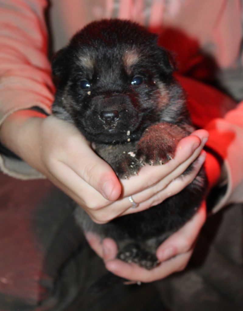 des Crocs de Heurtevent - Chiot disponible  - Berger Allemand