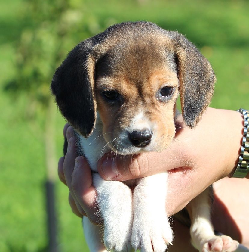 des Crocs de Heurtevent - Chiot disponible  - Beagle