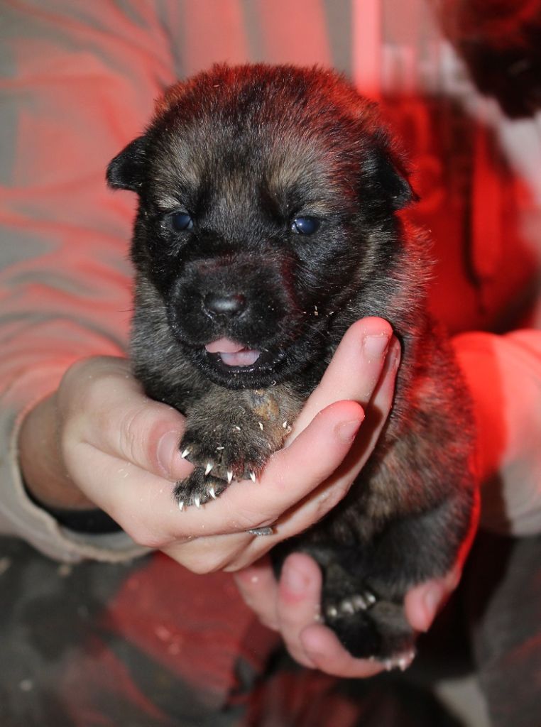 des Crocs de Heurtevent - Chiot disponible  - Berger Allemand