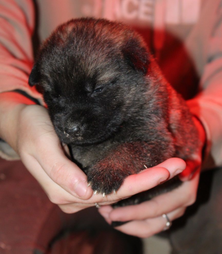 des Crocs de Heurtevent - Chiot disponible  - Berger Allemand