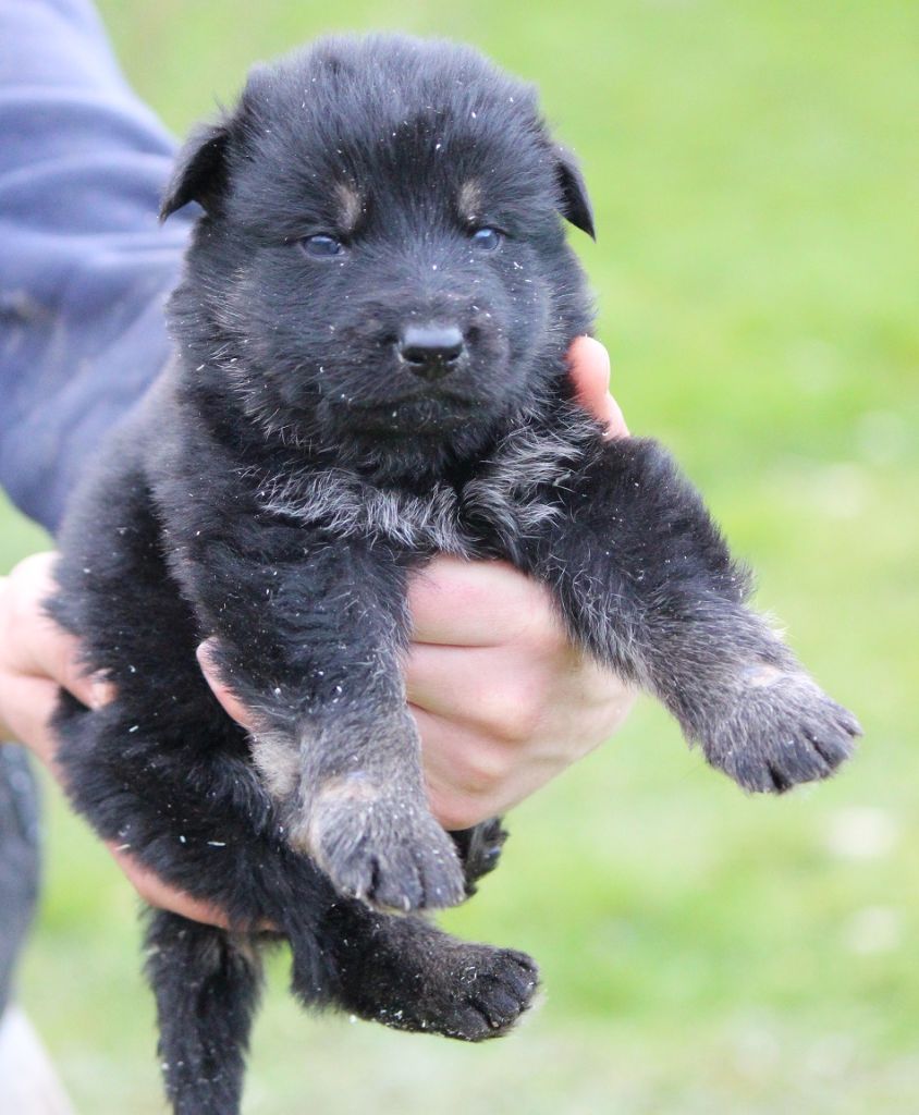 des Crocs de Heurtevent - Chiot disponible  - Berger Allemand