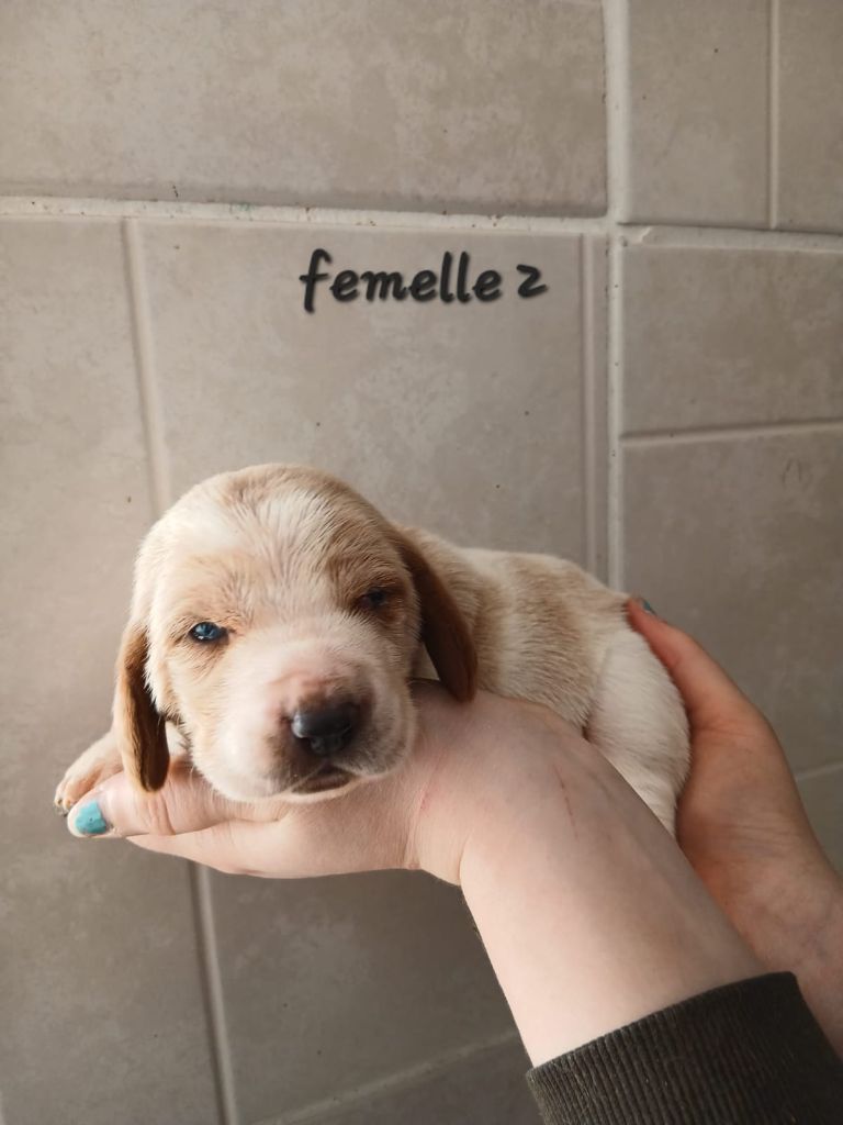 des Crocs de Heurtevent - Chiot disponible  - Basset Hound