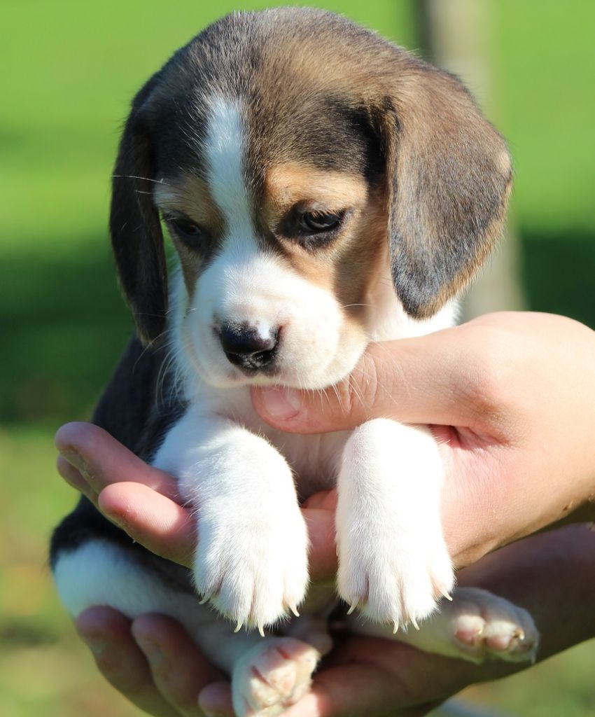 des Crocs de Heurtevent - Chiot disponible  - Beagle