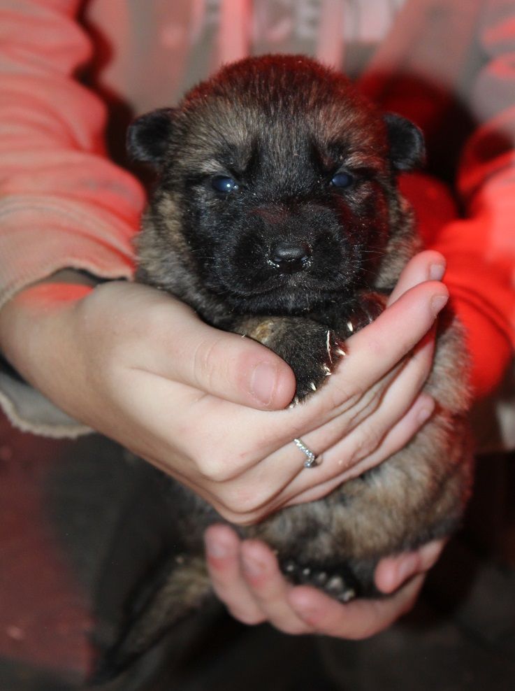 des Crocs de Heurtevent - Chiot disponible  - Berger Allemand