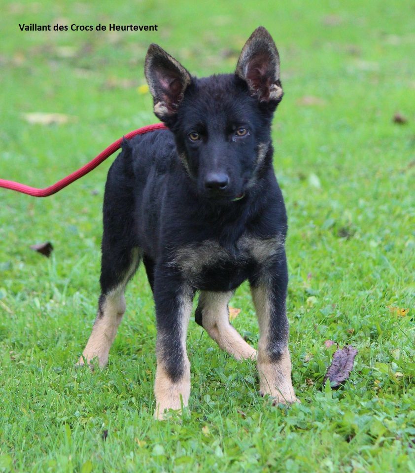 des Crocs de Heurtevent - Chiot disponible  - Berger Allemand