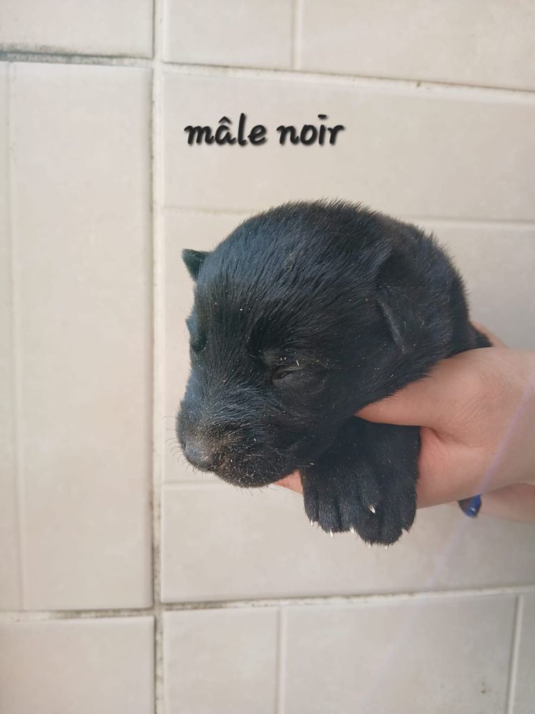 des Crocs de Heurtevent - Chiot disponible  - Berger Allemand