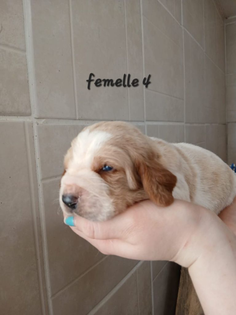 des Crocs de Heurtevent - Chiot disponible  - Basset Hound