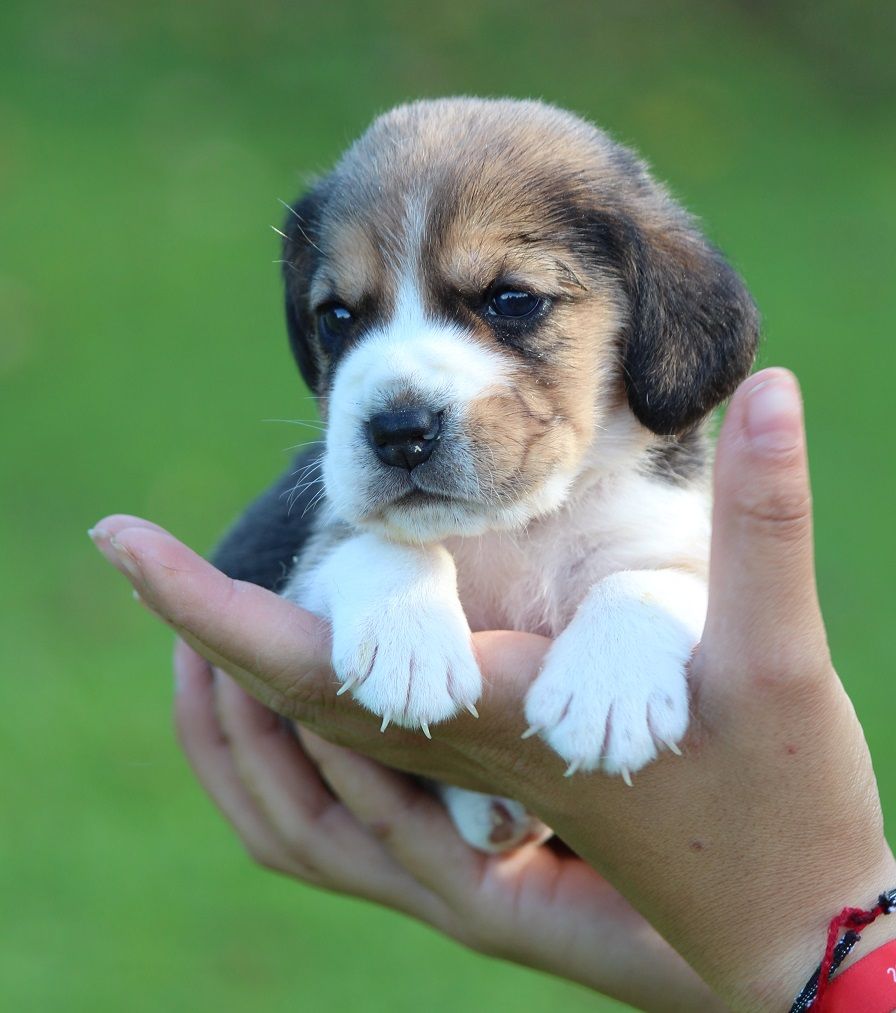 des Crocs de Heurtevent - Chiot disponible  - Beagle