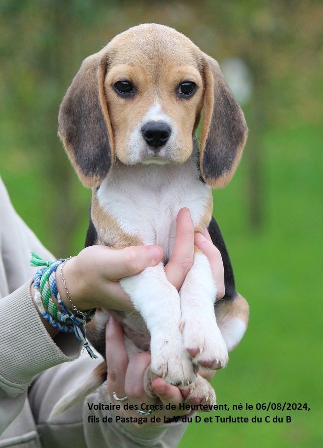 des Crocs de Heurtevent - Chiot disponible  - Beagle