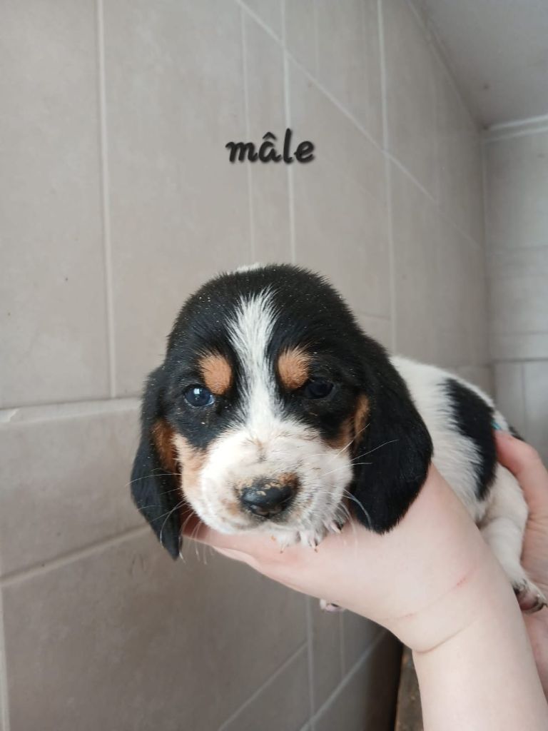 des Crocs de Heurtevent - Chiot disponible  - Basset Hound