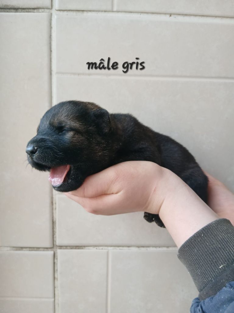 des Crocs de Heurtevent - Chiot disponible  - Berger Allemand