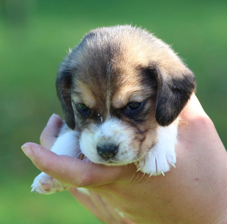 des Crocs de Heurtevent - Chiot disponible  - Beagle