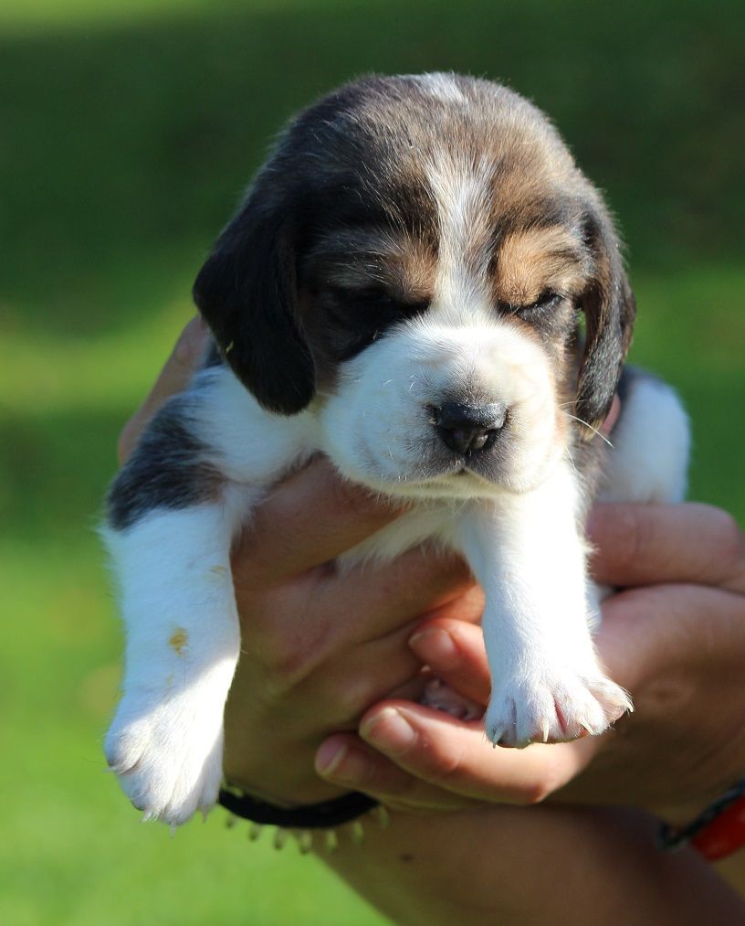 des Crocs de Heurtevent - Chiot disponible  - Beagle