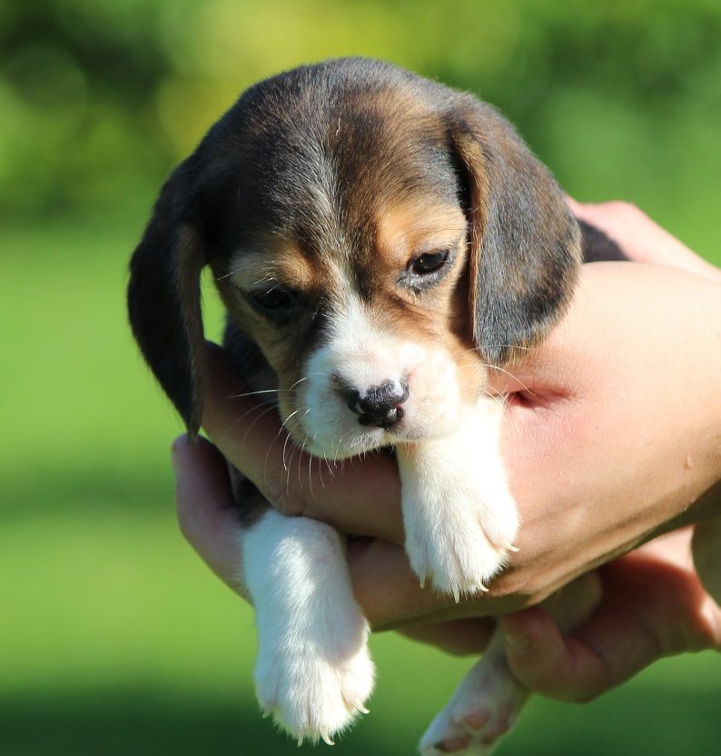 des Crocs de Heurtevent - Chiot disponible  - Beagle