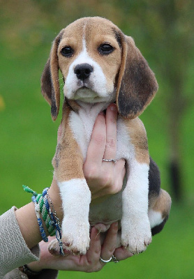 des Crocs de Heurtevent - Beagle - Portée née le 06/08/2024