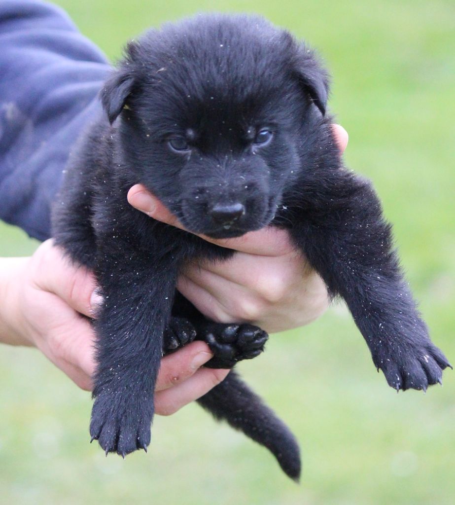 des Crocs de Heurtevent - Chiot disponible  - Berger Allemand