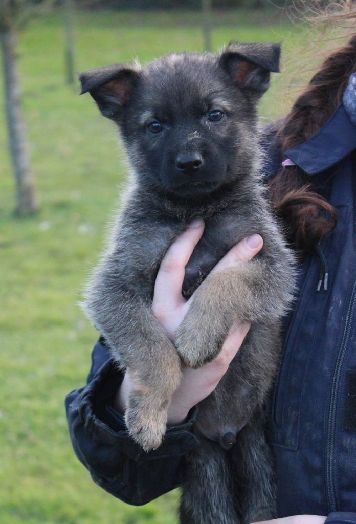 des Crocs de Heurtevent - Chiot disponible  - Berger Allemand