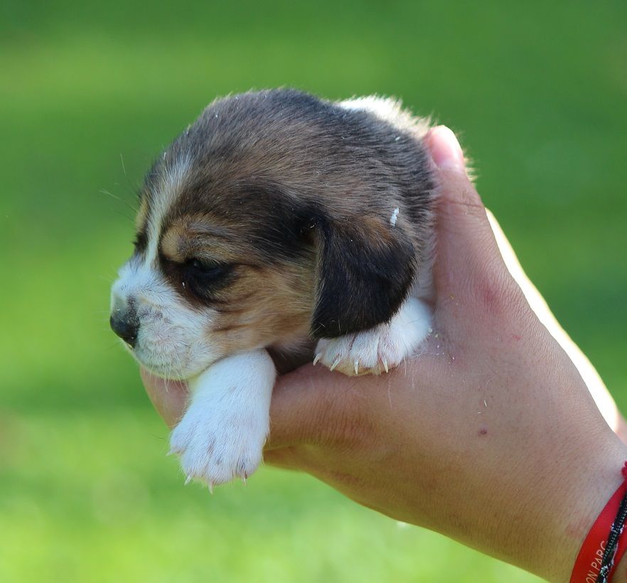 des Crocs de Heurtevent - Chiot disponible  - Beagle