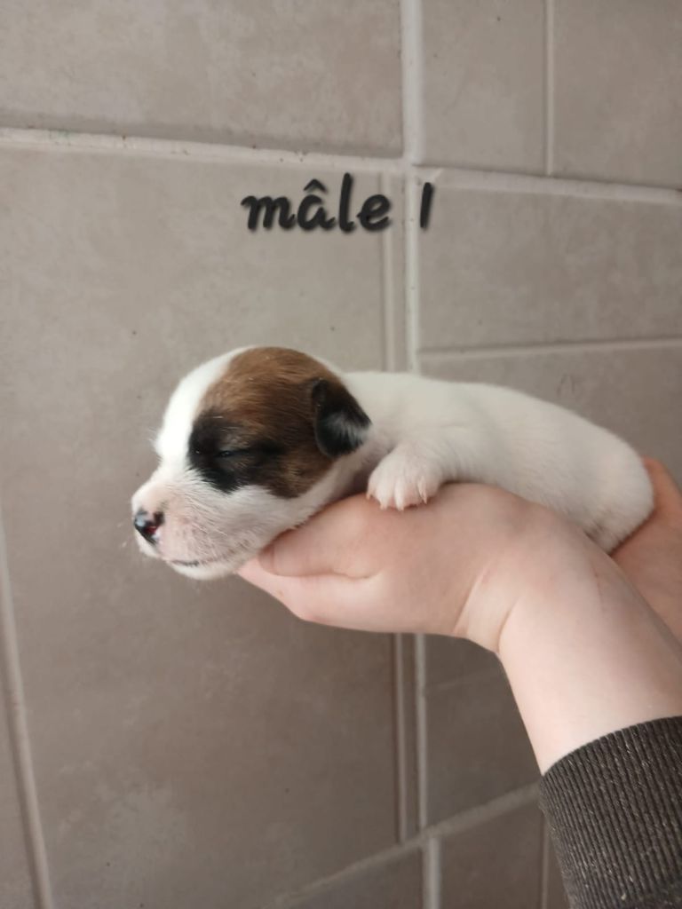 des Crocs de Heurtevent - Chiot disponible  - Jack Russell Terrier