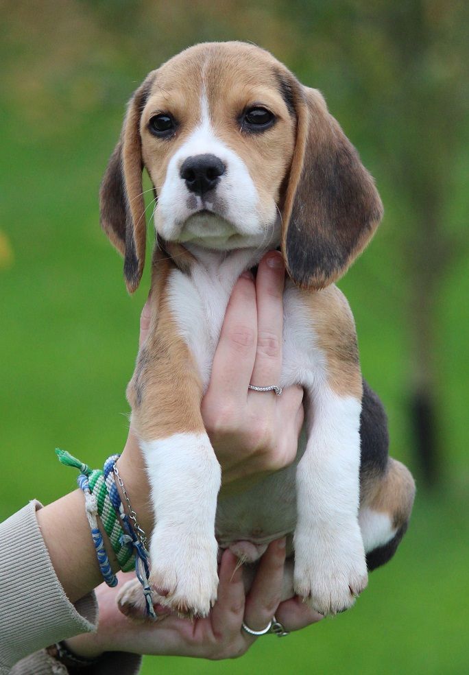 des Crocs de Heurtevent - Chiot disponible  - Beagle