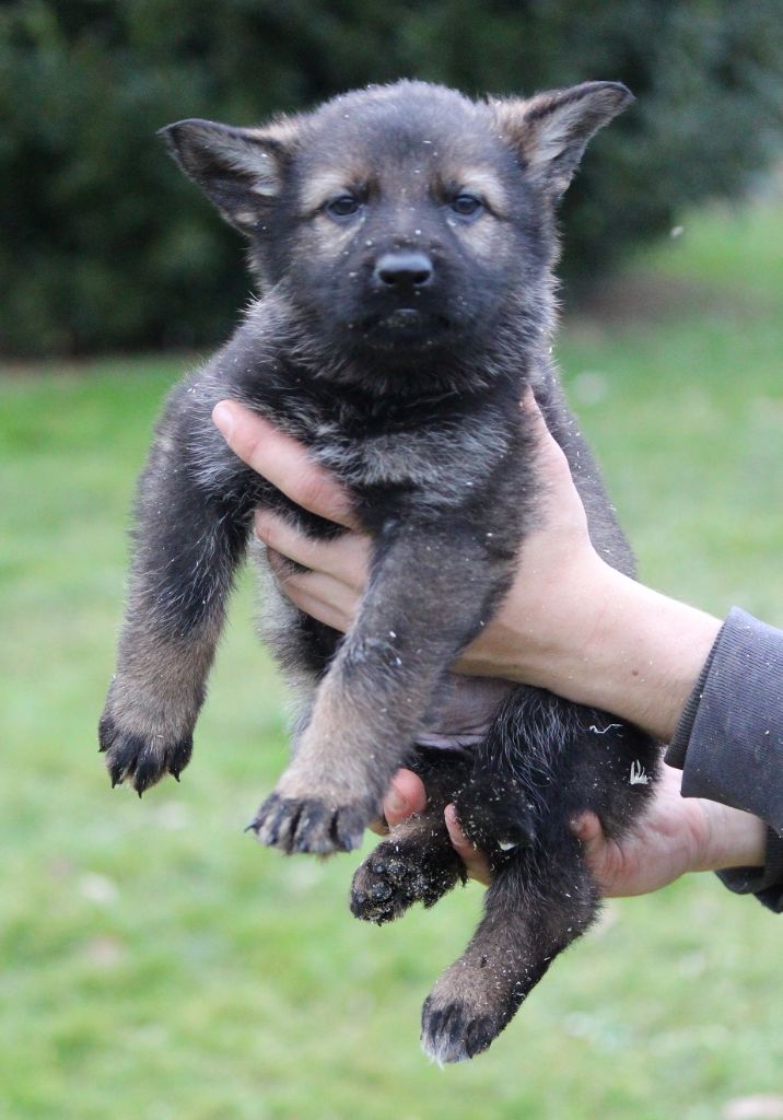 des Crocs de Heurtevent - Chiot disponible  - Berger Allemand