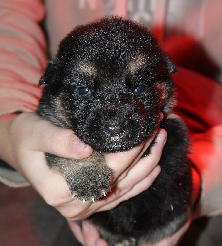 des Crocs de Heurtevent - Chiot disponible  - Berger Allemand