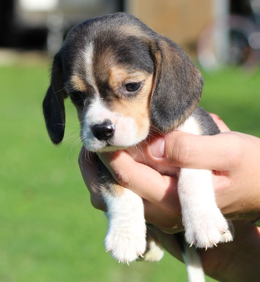 des Crocs de Heurtevent - Chiot disponible  - Beagle