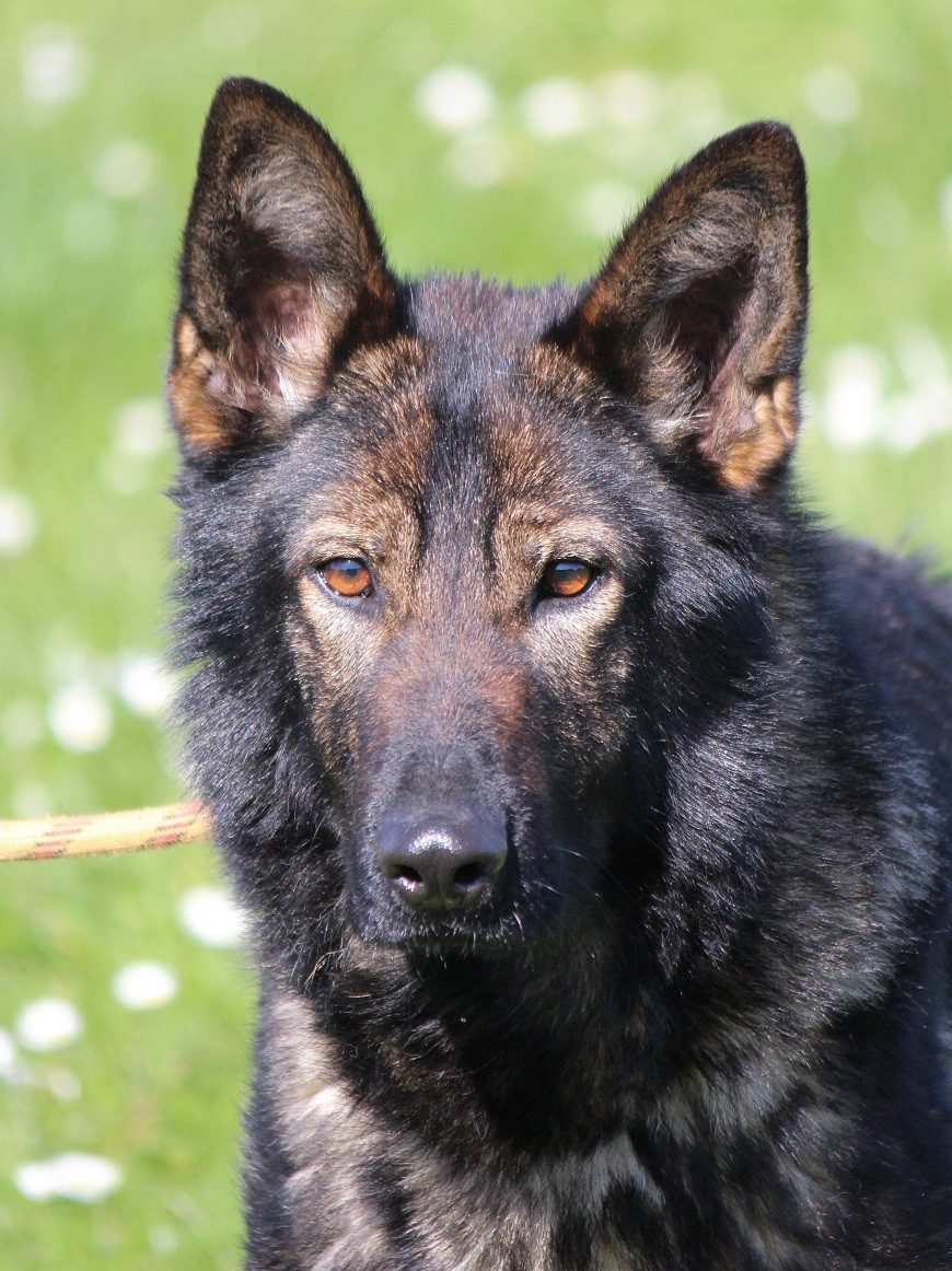 Uskia du clos de la boucame