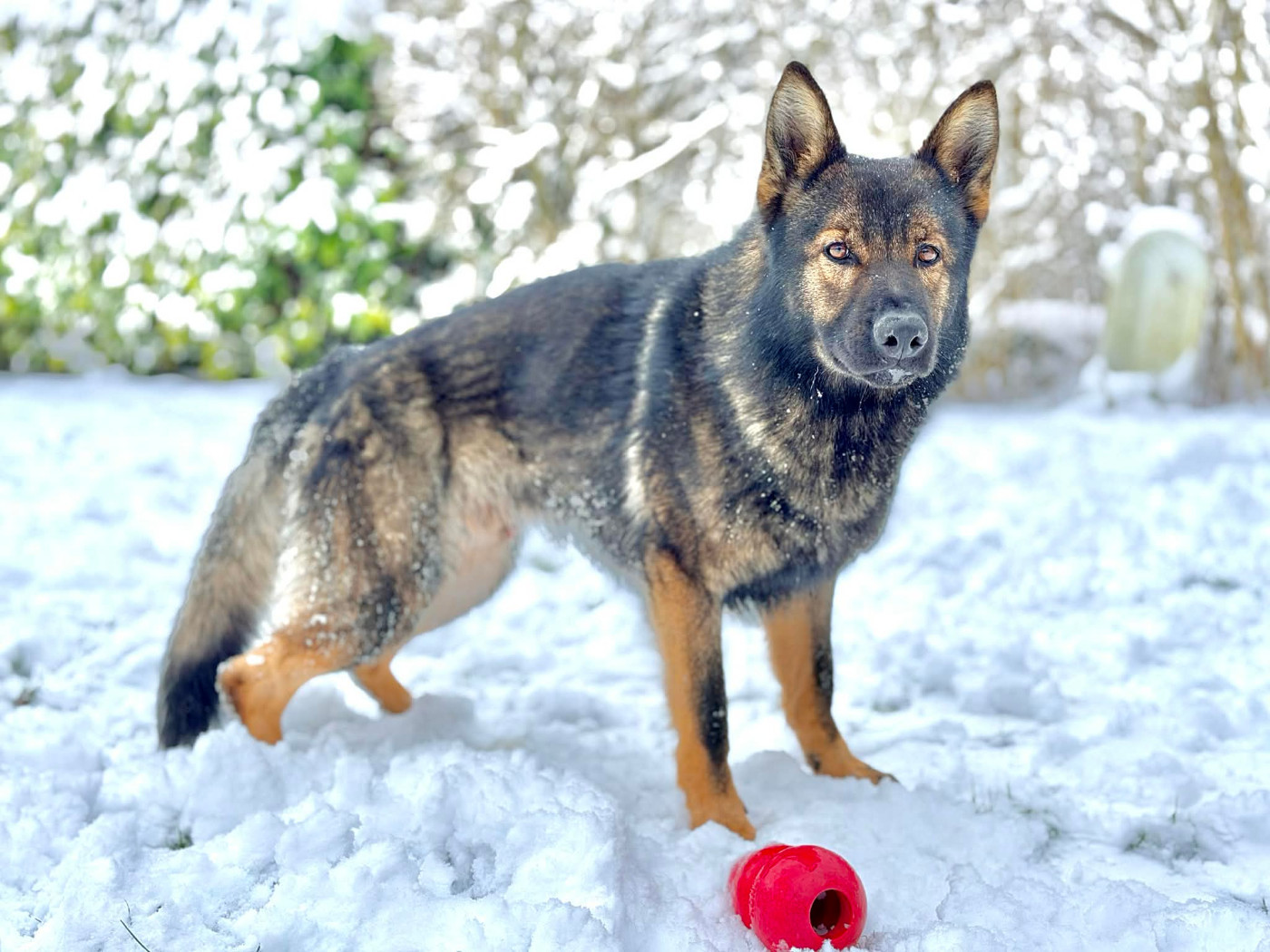 Velcroc Des Crocs De Heurtevent