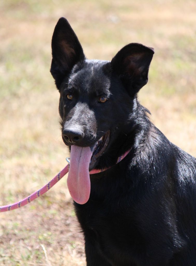 des Crocs de Heurtevent - Chiots disponibles - Berger Allemand
