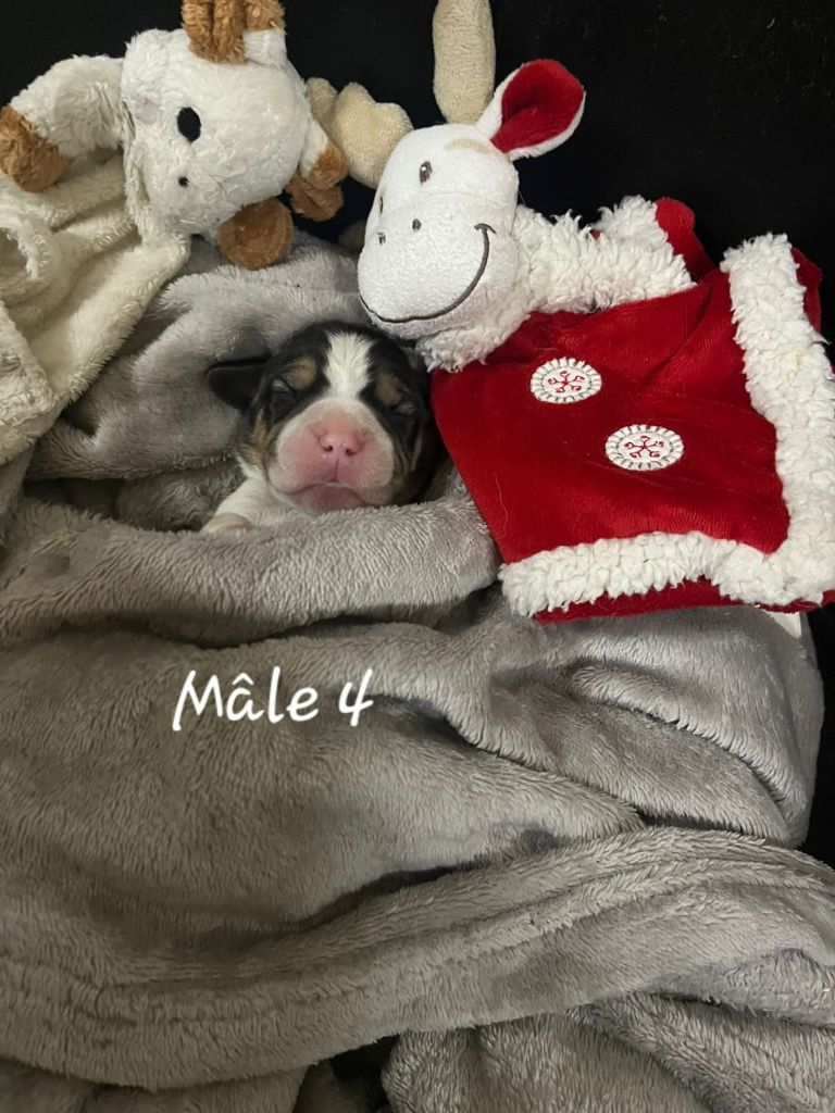 des Crocs de Heurtevent - Chiots disponibles - Beagle