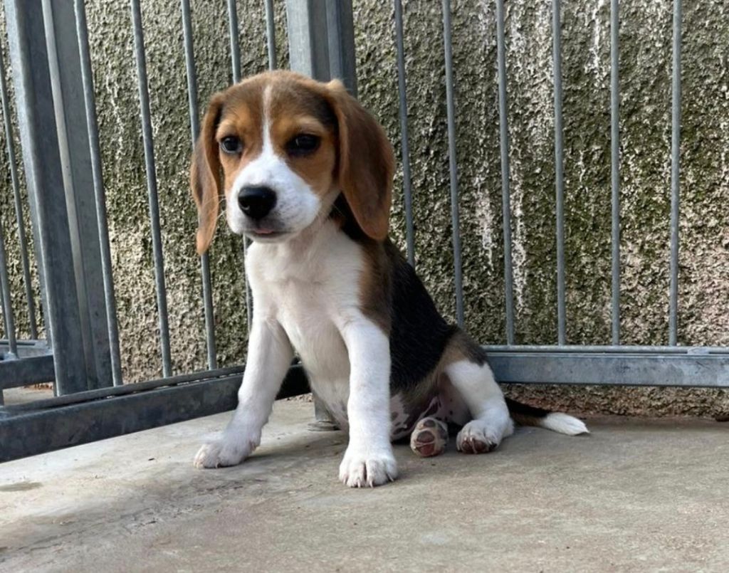 des Crocs de Heurtevent - Chiots disponibles - Beagle
