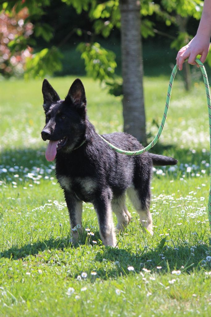 des Crocs de Heurtevent - Chiots disponibles - Berger Allemand