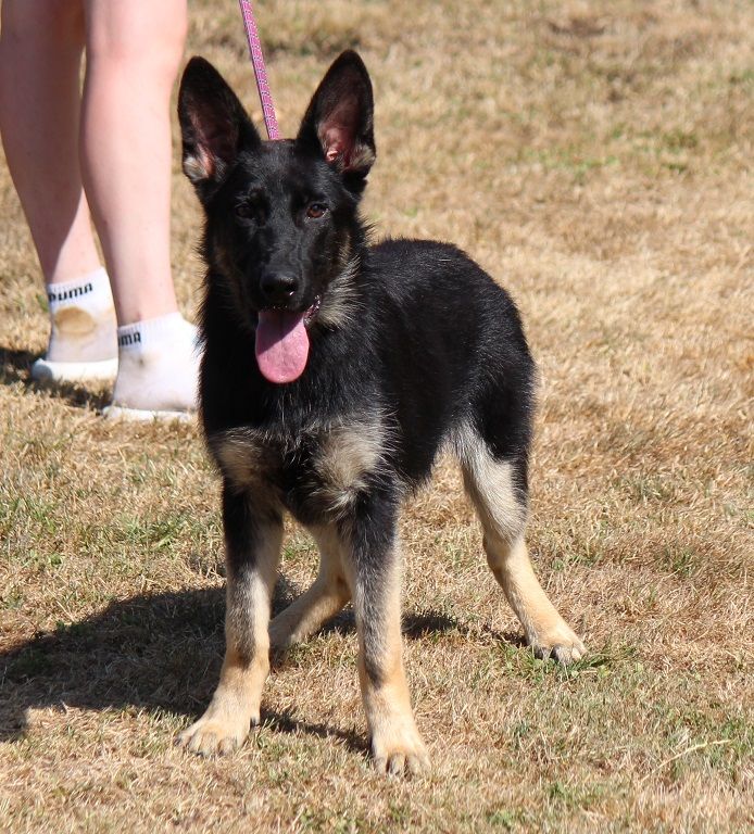 des Crocs de Heurtevent - Chiots disponibles - Berger Allemand