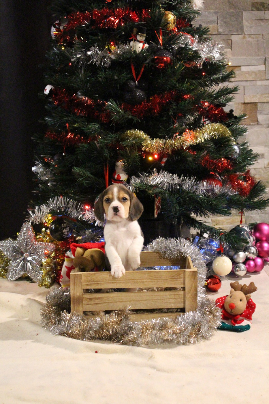 des Crocs de Heurtevent - Chiots disponibles - Beagle
