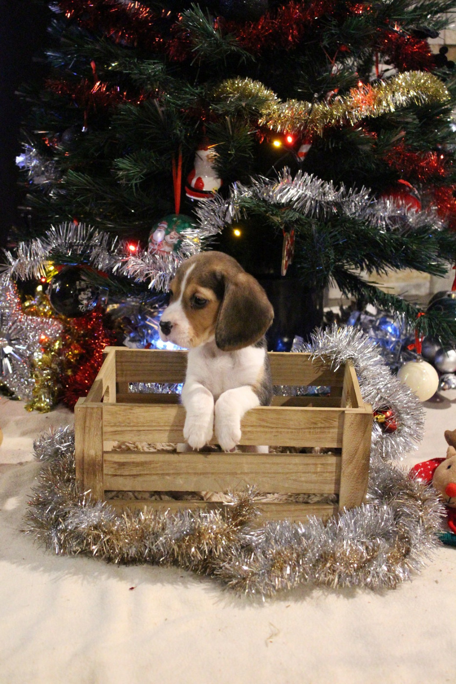 des Crocs de Heurtevent - Chiots disponibles - Beagle