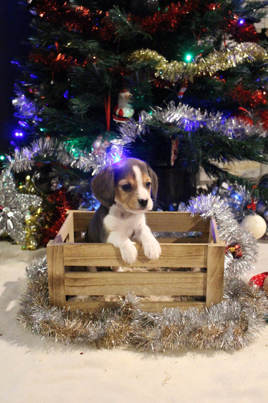 des Crocs de Heurtevent - Chiots disponibles - Beagle