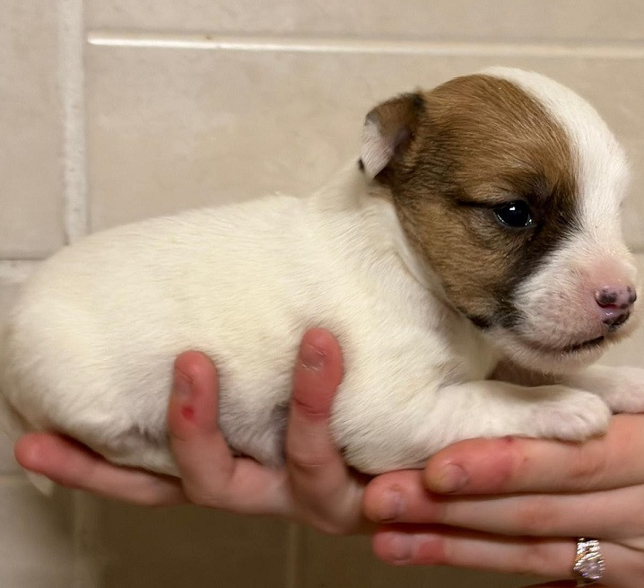 des Crocs de Heurtevent - Chiots disponibles - Jack Russell Terrier
