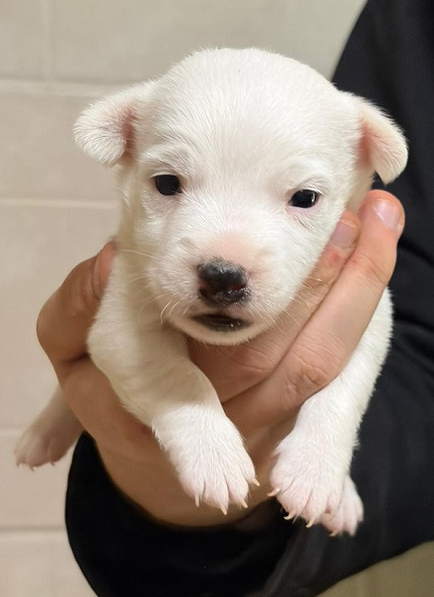 des Crocs de Heurtevent - Chiots disponibles - Jack Russell Terrier