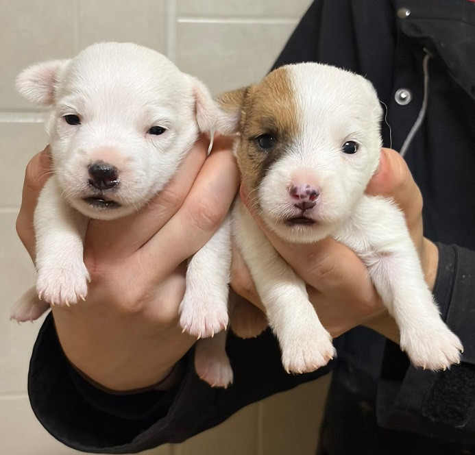 Chiot Jack Russell Terrier des Crocs de Heurtevent