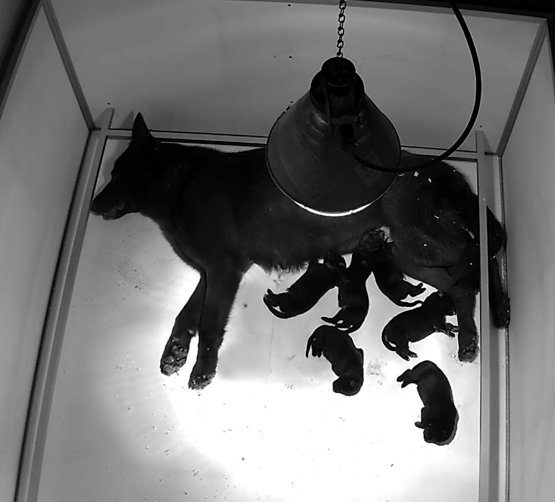 Des Crocs De Heurtevent - Berger Allemand - Portée née le 28/02/2026