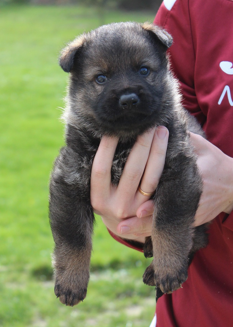Des Crocs De Heurtevent - Chiots disponibles - Berger Allemand