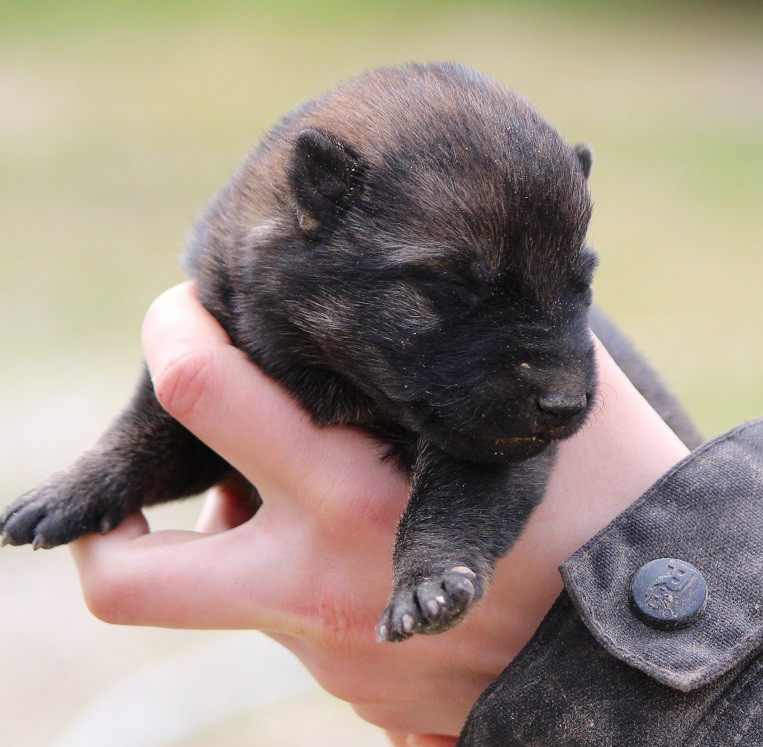 Des Crocs De Heurtevent - Chiots disponibles - Berger Allemand